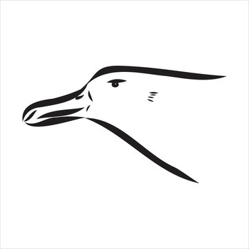 recommend clip art: Seagull Albatross bird in flight with open wings sketch vector graphics black and white drawing