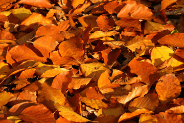 Close-up of a carpet of red autumn leaves.