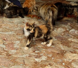 Wilde Katzen auf Zypern 