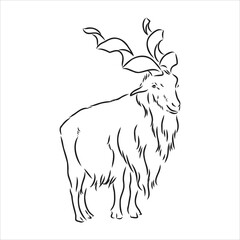 Large goat horns screwed shape from back, sketch vector drawing in graphic style on white background