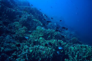 marine ecosystem underwater view / blue ocean wild nature in the sea, abstract background