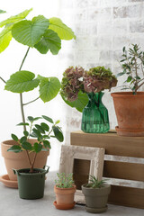 フィカスとグリーンのキャンドル