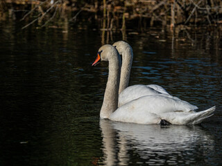 Schwan
