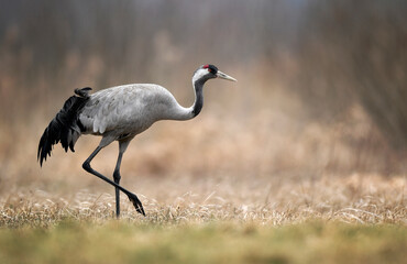Common crane bird ( Grus grus )