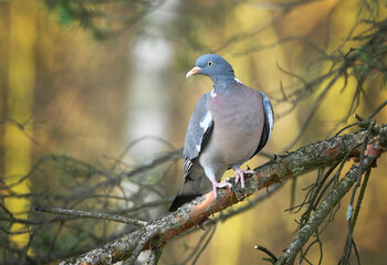 Common wood pigeon ( Columba palumbus ) © Piotr Krzeslak