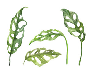 Watercolor hand drawn rainforest tropical monstera obliqua leaves botanical illustration set isolated on white background © Salnikova Studio