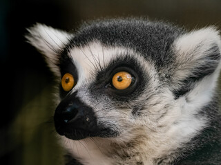 Lemur