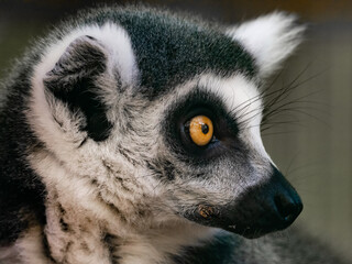Lemur