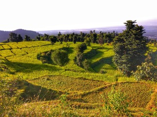 Obraz premium nature