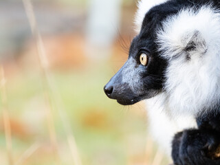 Fototapeta premium Lemur