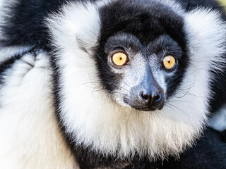 Lemur