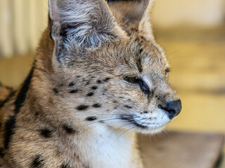 Serval