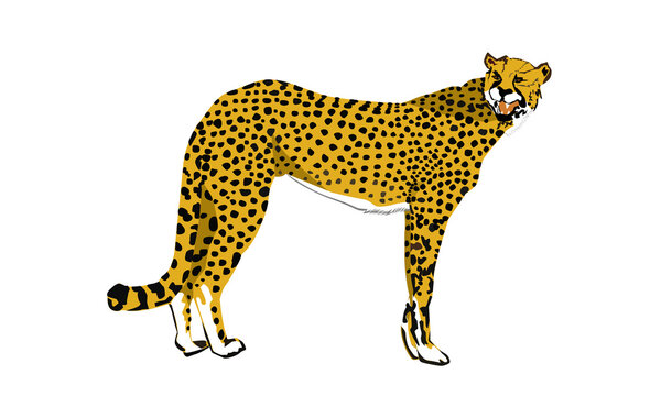 cheetah single, vector image of a cheetah (Acinonyx jubatus) 