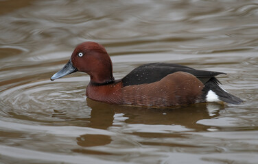 A profile sideways view of a ferruginous duck, Aythya nyroca, as it is swimming