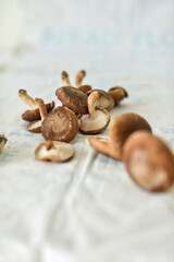 shiitake mushrooms on a white fabric background. Fresh ingredients