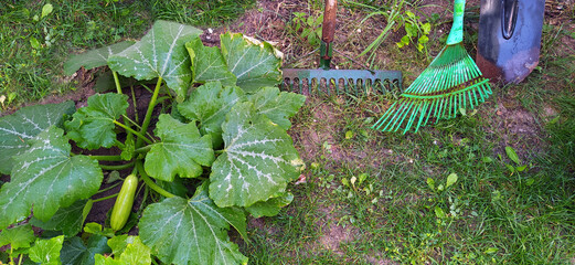 rake, hoe and leaf rake in the garden