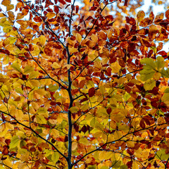 Colorful autumn trees in Lausanne Sauvabelin, Switzerland