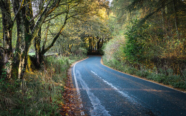 Country Lane during Autumn
