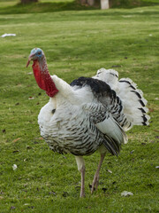 white turkey on green grass