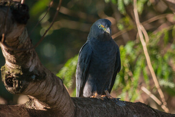 Hook-billed Kite (Chondrohierax uncinatus), dark morph 