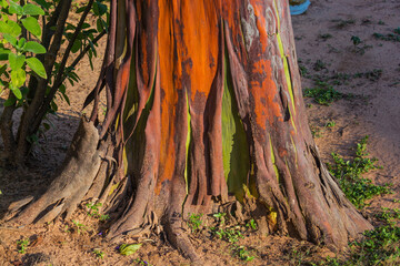 Mulateiro tree or Capirona tree (Calycophyllum spruceanum)