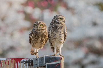Pair of Burrowing Owl (Athene cunicularia) on a White Trumpet Tree or Ipe background
