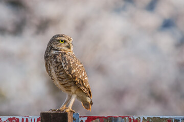 Burrowing Owl (Athene cunicularia) on a White Trumpet Tree background