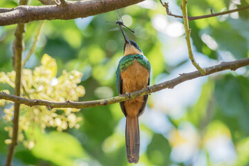 Rufous-tailed Jacamar (Galbula ruficauda) eating a dragonfly