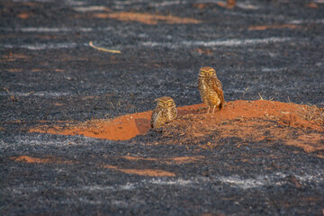 The sad Brazilian reality - Pair of Burrowing Owl (Athene cunilcularia)