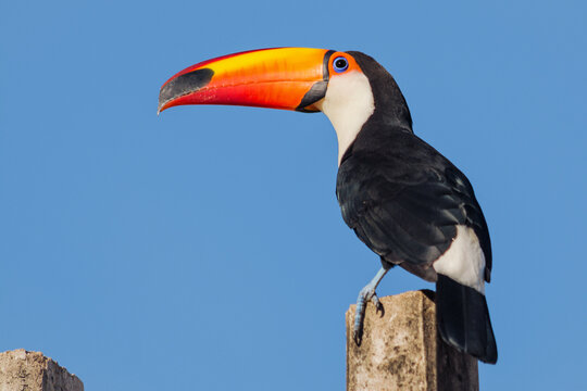 Toco Toucan (Ramphastos toco) perched on a pole on a sunny morning