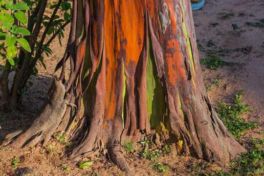 Mulateiro tree or Capirona tree (Calycophyllum spruceanum)