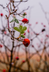 red berries on a branch