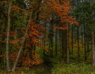 autumn in the forest