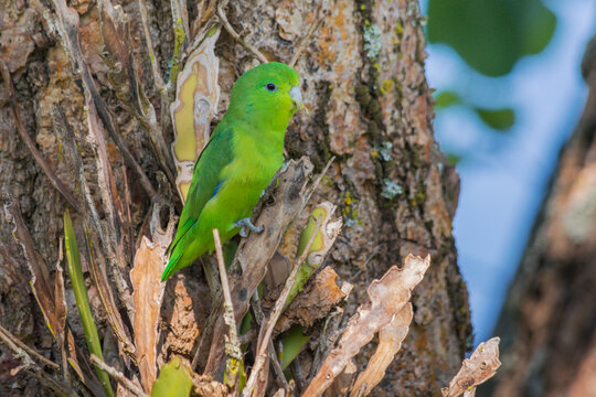 Blue-winged Parrotlet (Forpus xanthopterygius) perched in a plant