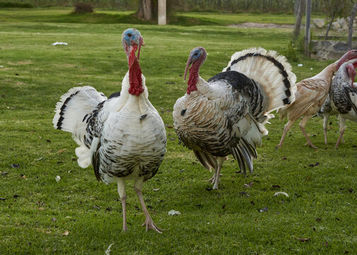 white turkey on green grass