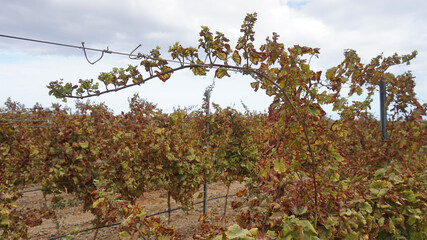 White Listan grape plant branch after harvesting, the middle of October 2021, Guimar, Tenerife, Canary Islands, Spain                            