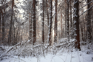 landscape winter forest, seasonal beautiful view in snowy forest december nature