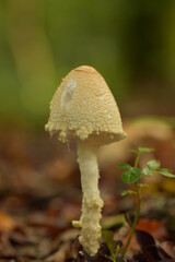 Unknown white fungi possible Amanita blusher or panther