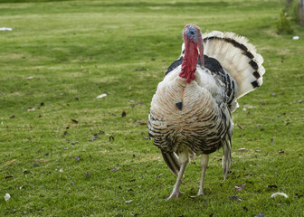 white turkey on green grass