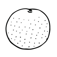 Tangerine vector illustration, hand drawing doodle