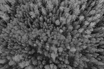 autumn forest landscape, view from a drone, aerial photography viewed from above in October park