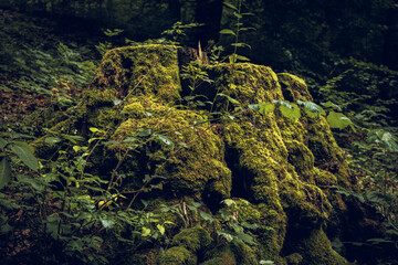 tree stump with moss in the forest