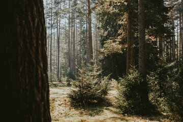 Fototapeta premium path in the forest