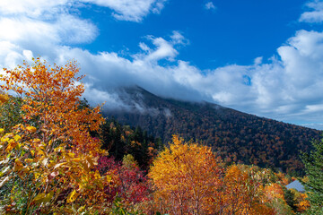 Fototapeta premium 北海道秋の風景 十勝岳連峰の紅葉