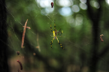 Tiger Spider Building a House