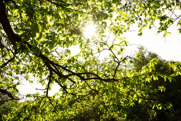 Fototapeta premium Leaves crossed by sunlight, Euganean Hills Regional Park, Veneto, Italy