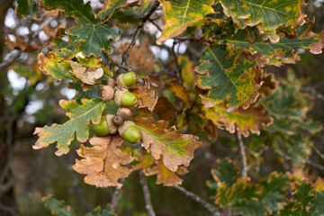 Quercus robur tree 