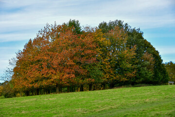 Naklejka premium autumn landscape with trees