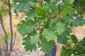 Quercus robur tree 