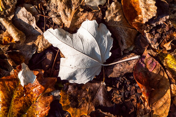 White leaf of field maple, autumn season, Euganean Hills, Veneto, Italy